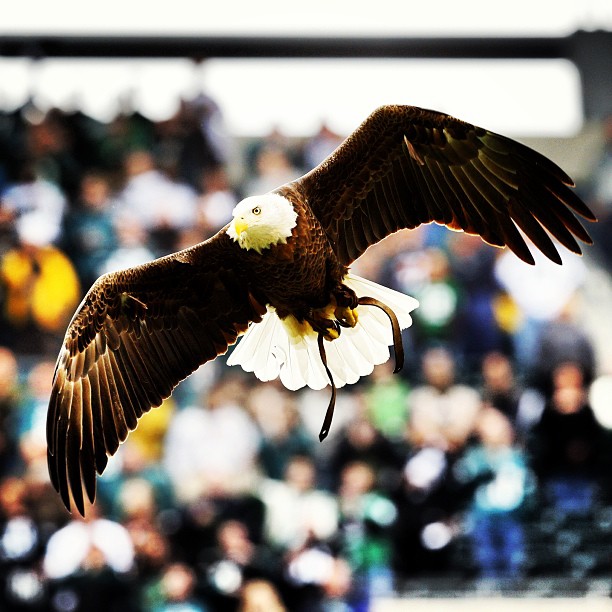 Happy National Bald Eagle Day! Fly On.