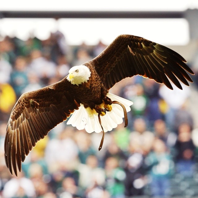 Today is for you, #EaglesNation. Happy National Bald Eagles Day!