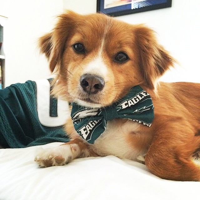 Fancy fellow and #FlyEaglesFly. Happy National Dog Day, #EaglesNation!