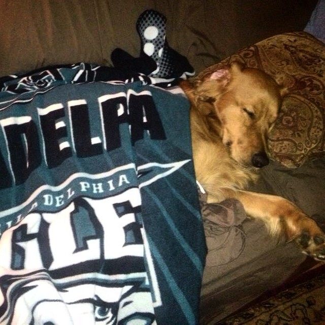 Thanks for a wonderful day full of on #NationalDogDay. Sweet dreams, #EaglesNation.