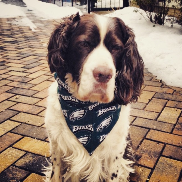 LB Kiko Alonso's puppy is fitting in perfectly with the City of Brotherly Love.