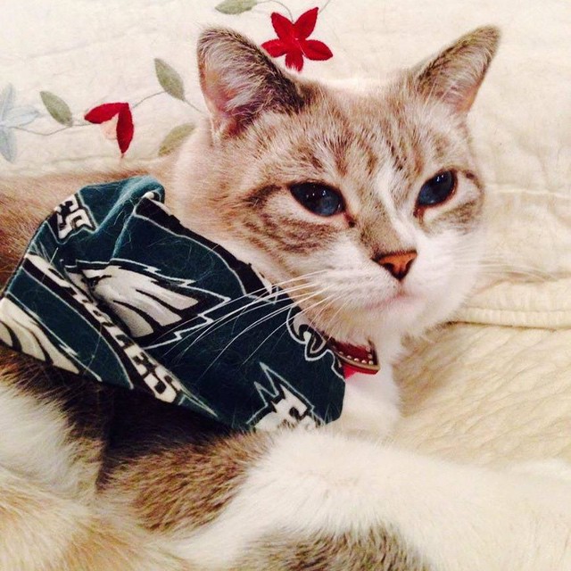 Looking purrrrr-fect on #NationalPetDay.